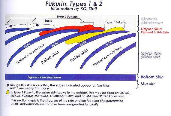 Wat betekent Fukurin?