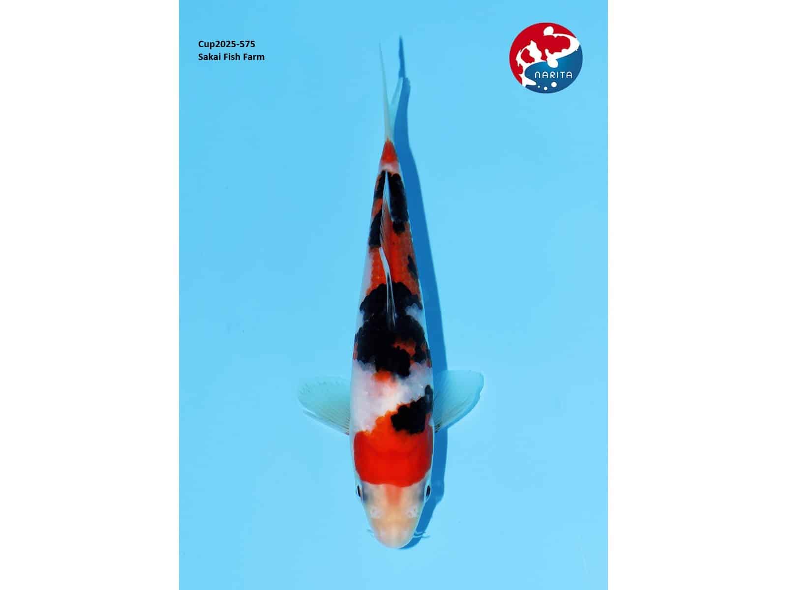 Sakai Sanke Narita Cup selectie