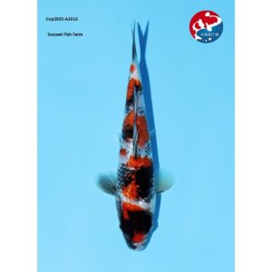 Suzusei Ginrin Showa Narita Cup selectie