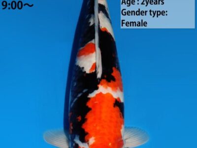 Showa van de Japanse kweker Dainichi