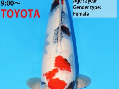 Showa van de Japanse kweker Dainichi