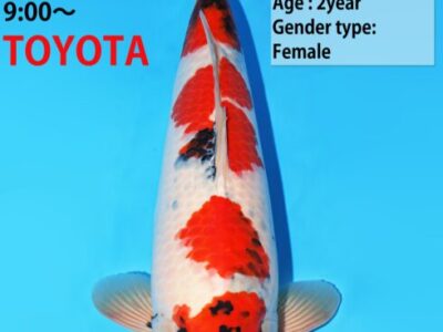 Showa van de Japanse kweker Dainichi