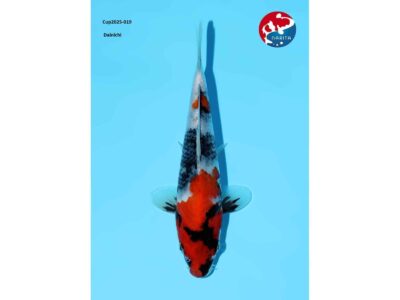 Showa van de Japanse kweker Dainichi