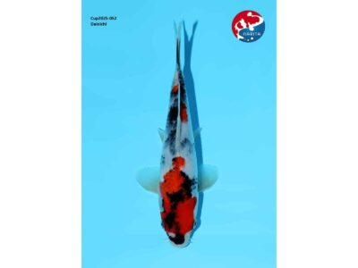 Showa van de Japanse kweker Dainichi