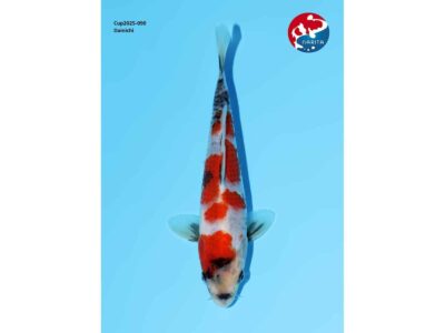 Showa van de Japanse kweker Dainichi