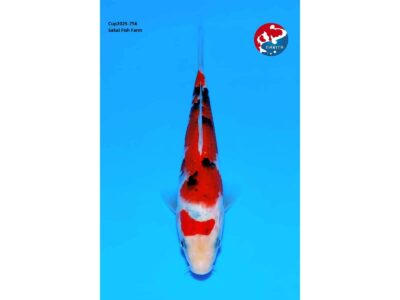 Sanke Narita Cup selectie van de Japanse kweker Sakai SFF