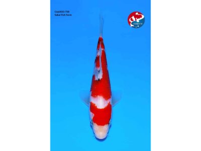 Sanke Narita Cup selectie van de Japanse kweker Sakai SFF