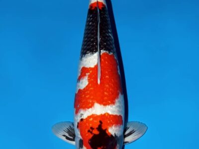 Nisai Ginrin Showa van de Japanse kweker Yagoro