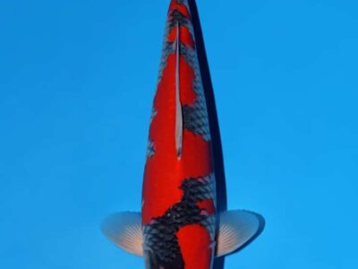 Nisai Goshiki van de Japanse kweker Kanno