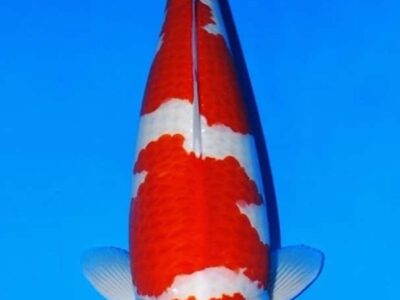 Yonsai Kohaku van de Japanse kweker Sakai SFF