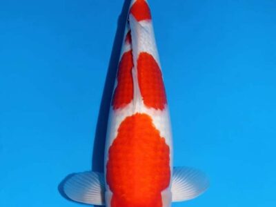 Sansai Kohaku van de Japanse kweker Matsue