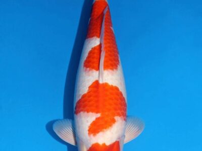 Sansai Kohaku van de Japanse kweker Matsue