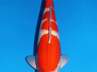 Yonsai Kohaku van de Japanse kweker Matsue