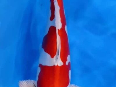 Sansai Hikari Moyomono van de Japanse kweker Aokia