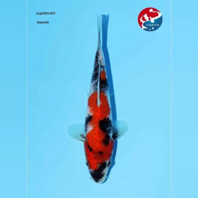 Dainichi Showa koi 027 van bovenaf op blauwe ondergrond, met diep rood over de voorste helft en schoon wit achter