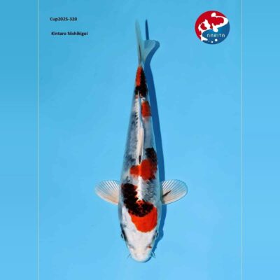 Kin Showa koi 320 van bovenaf op blauwe ondergrond, met glanzende witte flanken, oranjerode velden en diepzwarte vlekken