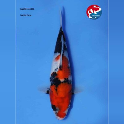 Jonge Showa koi A1196 van bovenaf op blauwe ondergrond, met veel oranjerood en zware zwarte sumi over de rug