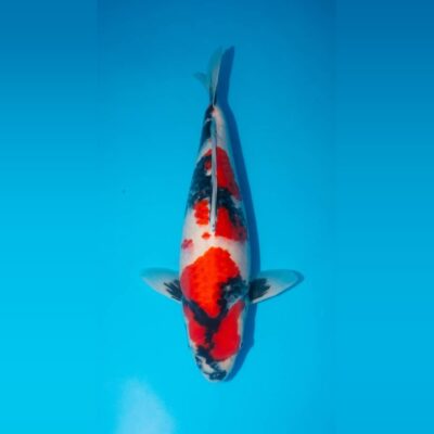Nisai Showa van de Japanse kweker Miyatora