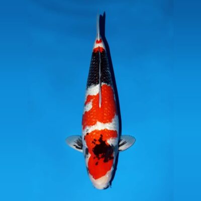 Nisai Ginrin Showa van de Japanse kweker Yagoro