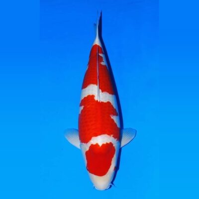 Yonsai Kohaku Sakai SFF van bovenaf, diep rood beni op sneeuwwit shiroji