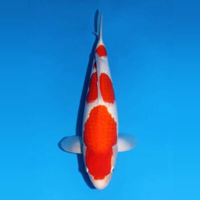 Sansai Kohaku van de Japanse kweker Matsue