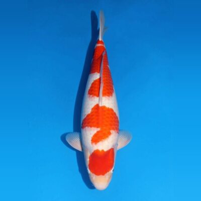 Sansai Kohaku van de Japanse kweker Matsue