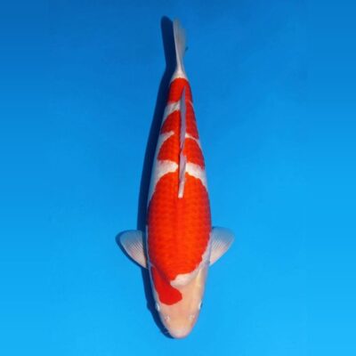 Yonsai Kohaku van de Japanse kweker Matsue