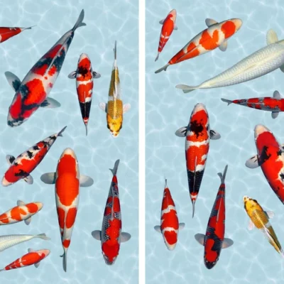 De twee A4-vellen met koi stickers op lichtblauw water met rimpeling naast elkaar