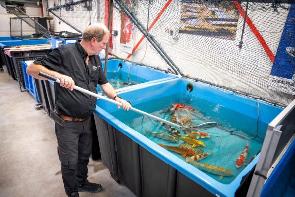 Koi worden met een schepnet uit een bak gehaald in de winkel