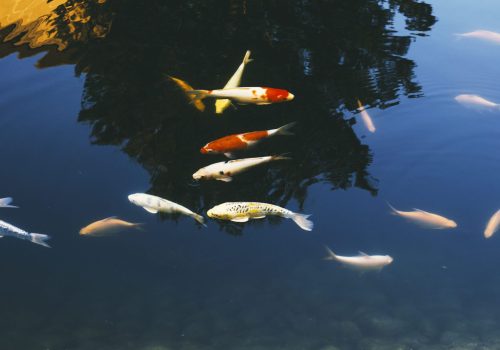 Koi dicht onder het wateroppervlak in een donkere vijver, met de spiegeling van bomen